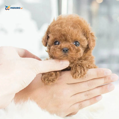 BunnyBuddy™ Plusz | Realistyczny, Miękki, Idealny dla Dzieci i Kolekcjonera!